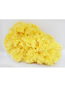 Natural Sponge